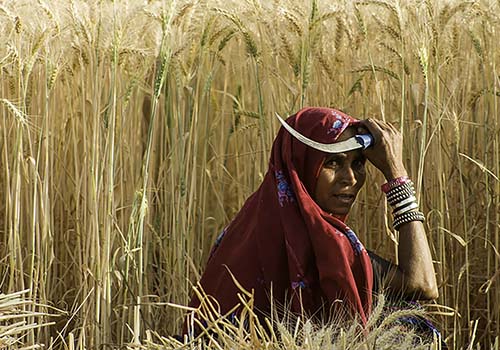 Woman Wheat Harvesting in Gujarat, India